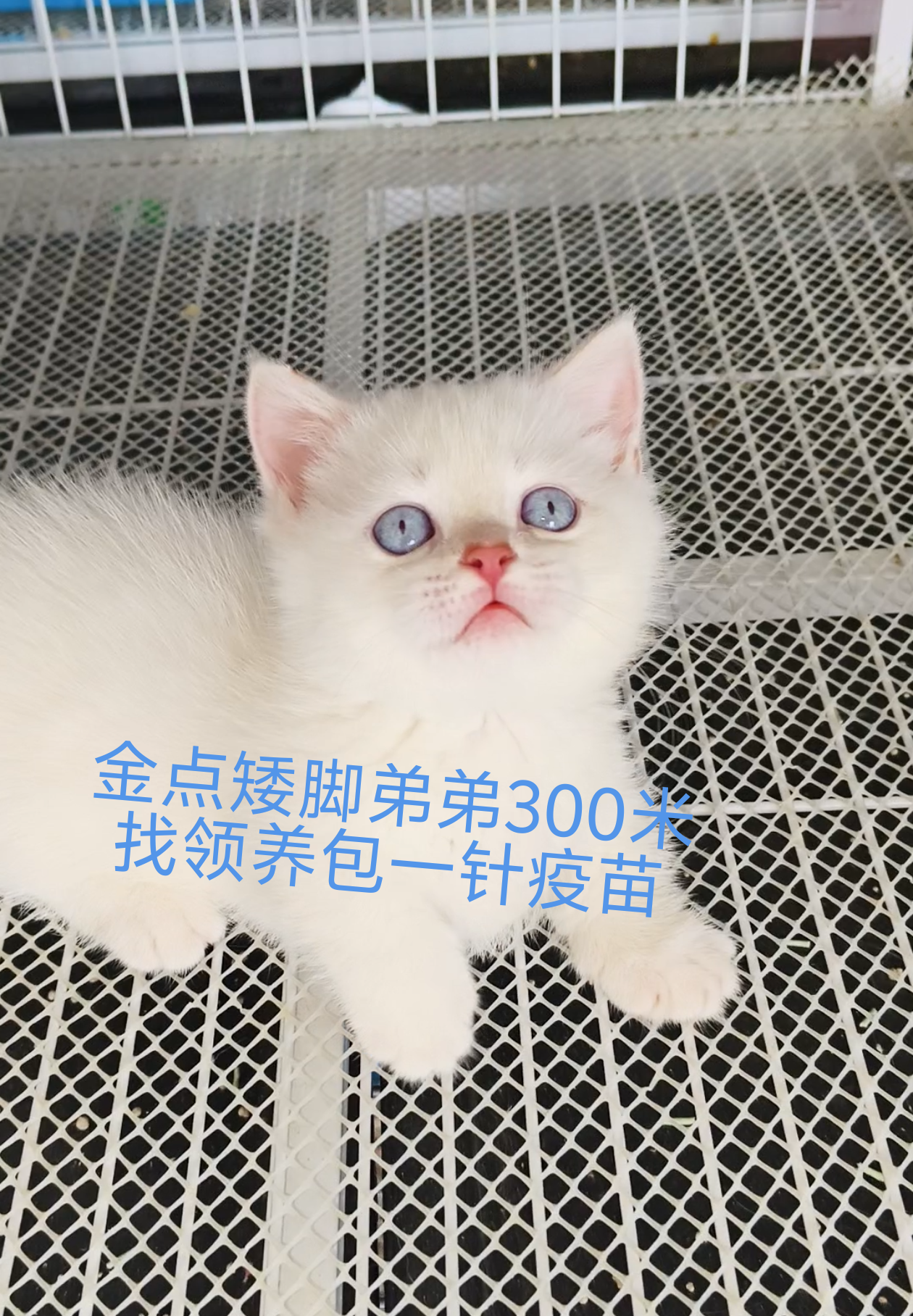 黑猫拿破仑 蓝猫 蓝白矮脚紫金矮脚金点高脚矮脚 赛凯弟弟妹妹大疫苗全